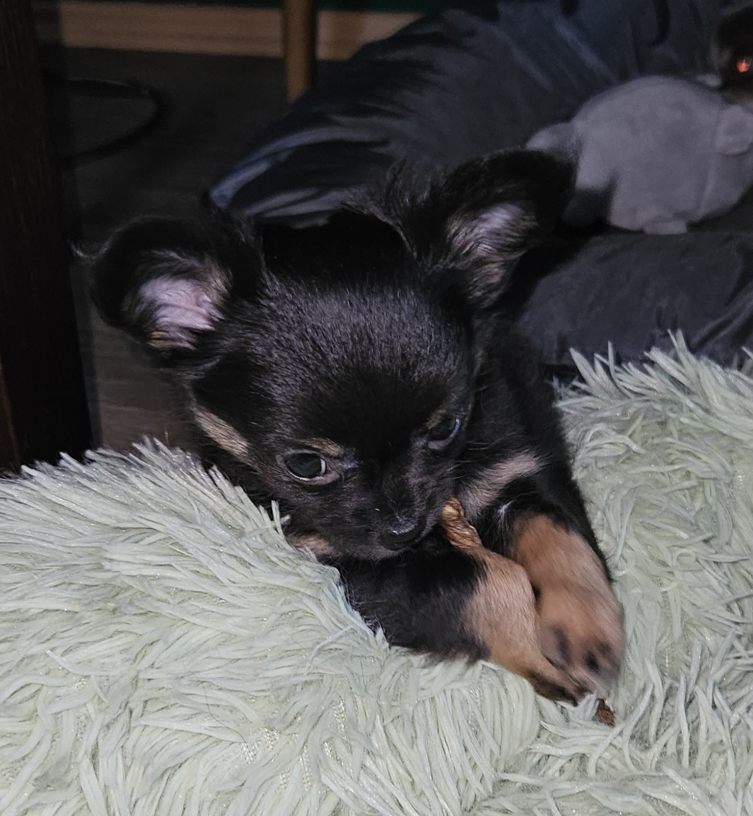 Beatrix 11 Wochen alt